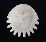 Heliophora orbicularis AGASSIZ 1840 - Bild © FossNet FossilienStore